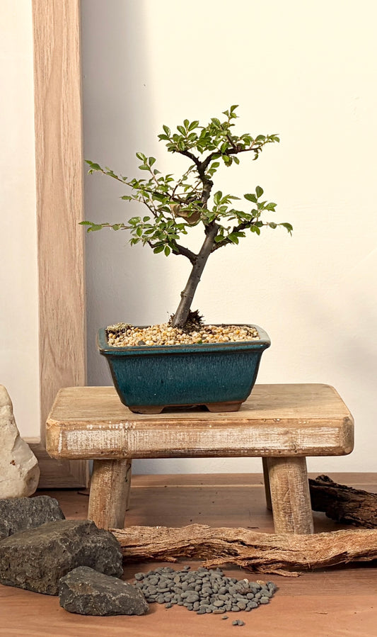 Bonsai - Chinese Elm - Megsie - 20cm