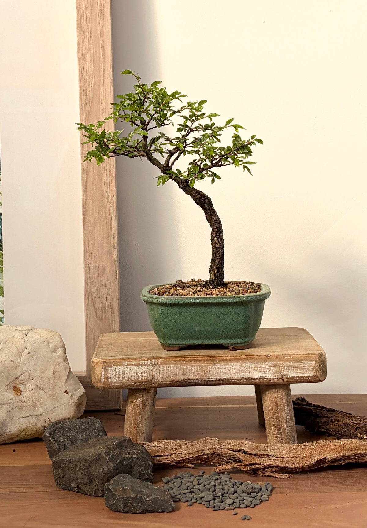 Bonsai - Chinese Elm - Janine - 20cm