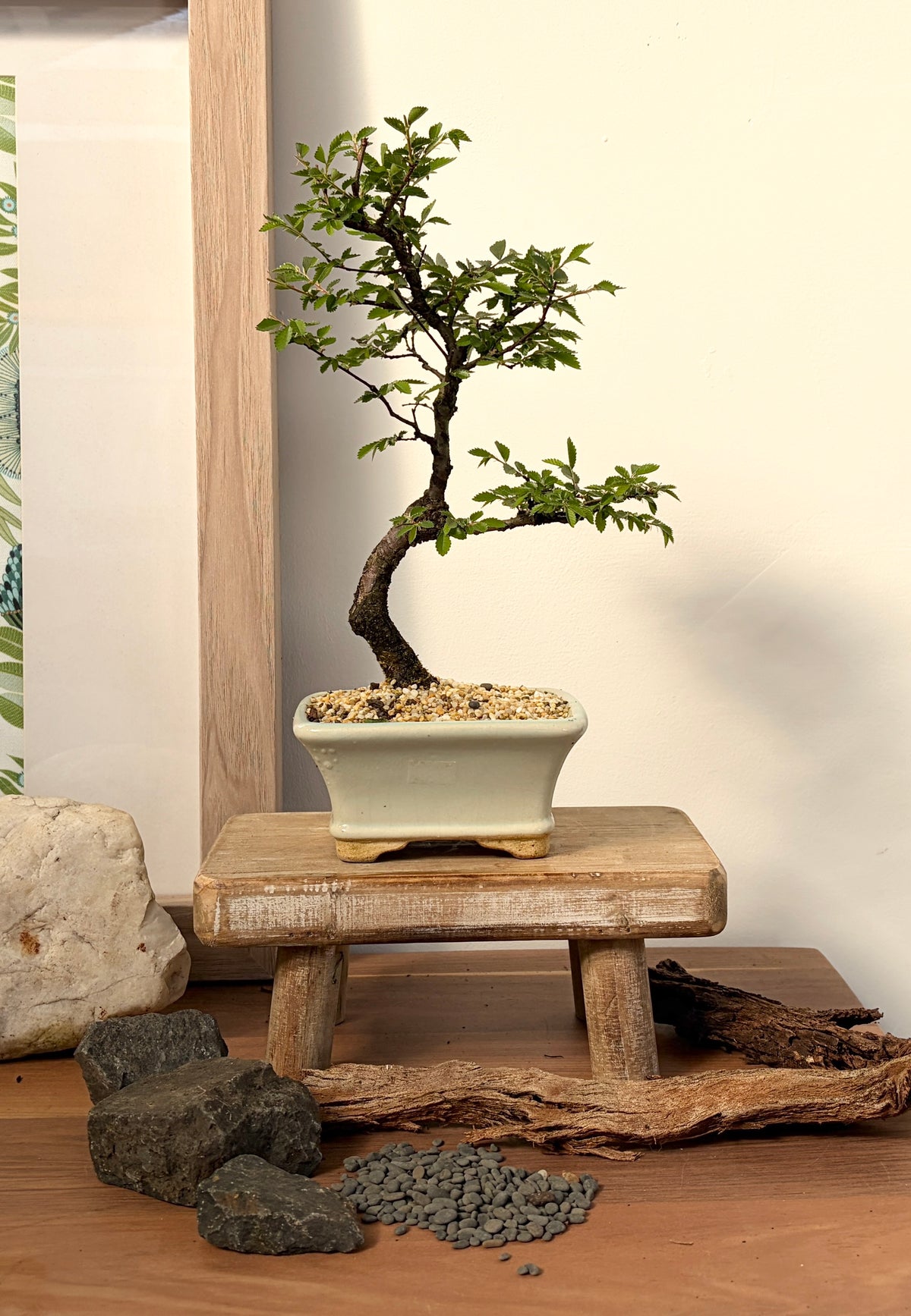 Bonsai - Chinese Elm - Trudi - 20cm