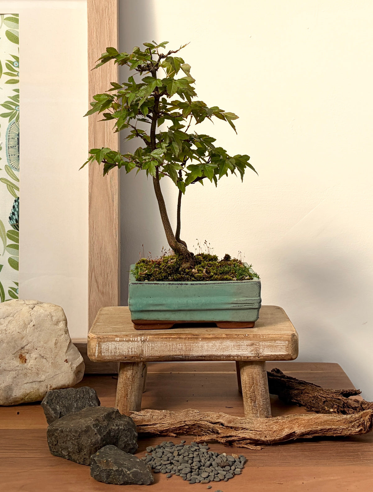 Bonsai - Trident  Maple - Lulu - 30 cm