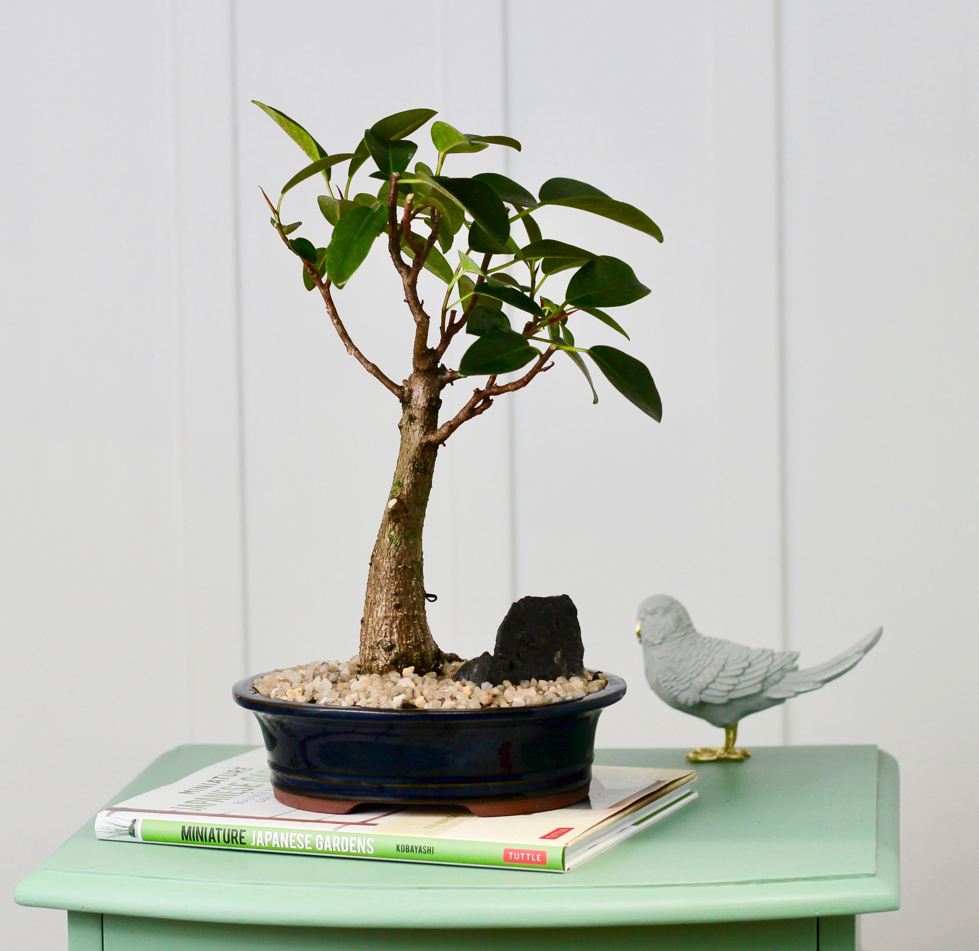 Bonsai Port Jackson Fig Midnight 28cm Sold by Bonsai Boy