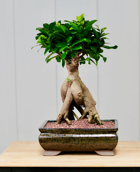 Bonsai - Pot Belly Fig - Fred - 44cm