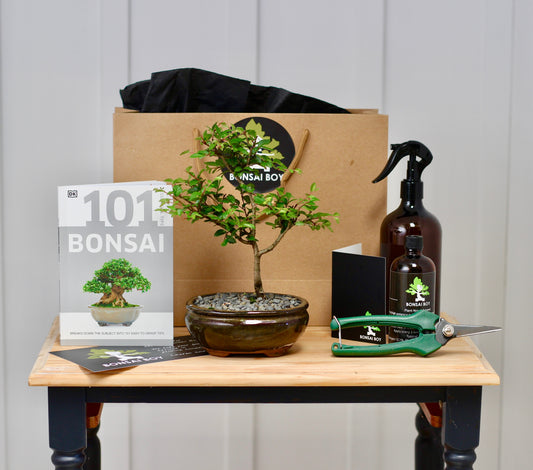 Bonsai Starter Kit - Chinese Elm - Hando - 24cm