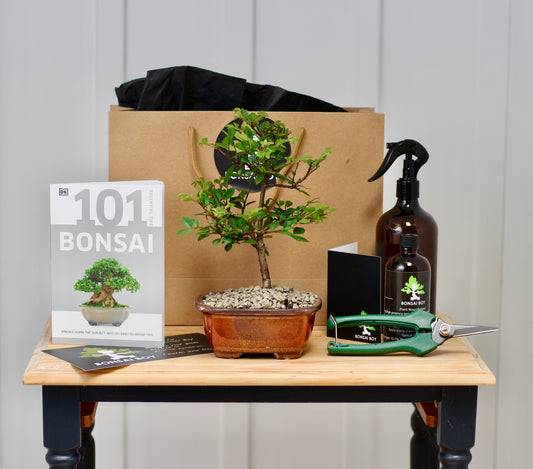Bonsai Starter Kit - Chinese Elm - Rusty - 28cm