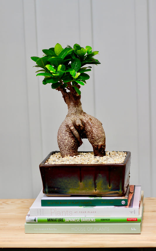 Bonsai - Pot Belly Fig - Sylvie - 34cm