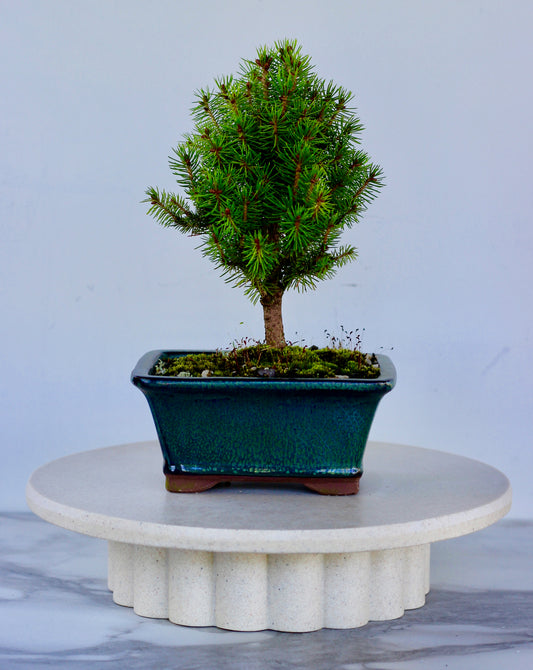 Bonsai - Picea - Chenni - 26cm