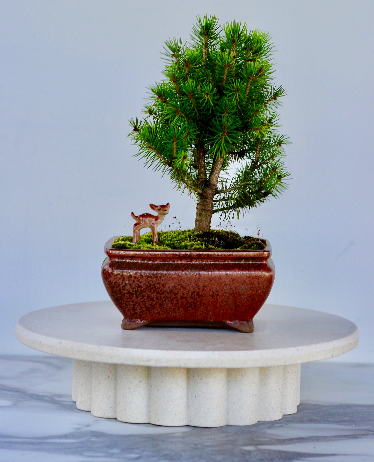 Bonsai - Picea - Daiyu - 27cm
