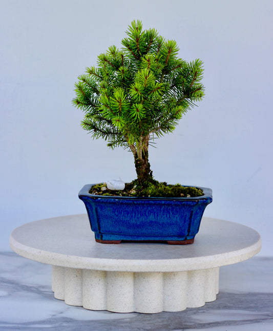 Bonsai - Picea - Lulu - 27cm