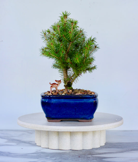 Bonsai - Picea - Frankie - 28cm