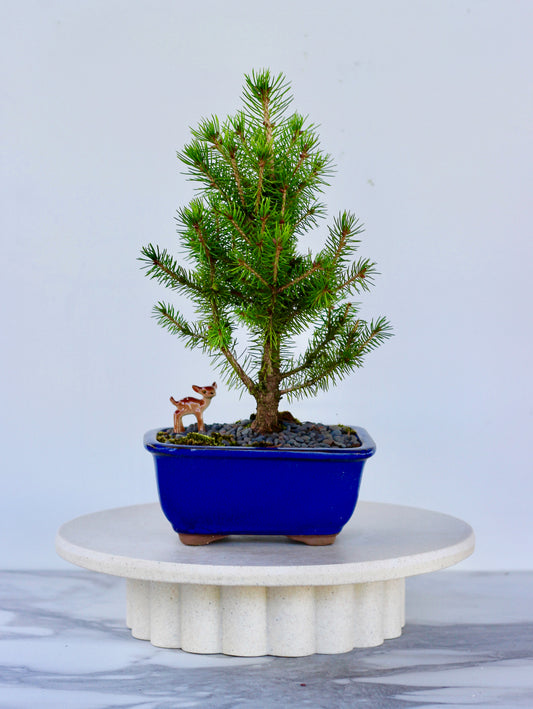 Bonsai - Picea - Evie - 28cm