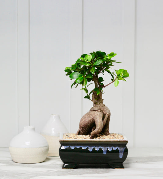 Bonsai  - Pot Belly Fig - Hando - 34cm