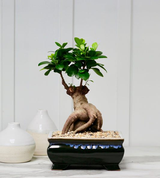 Bonsai - Pot Belly Fig - Frankie - 35cm