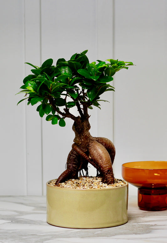 Bonsai - Pot Belly Fig - Ringo - 34cm