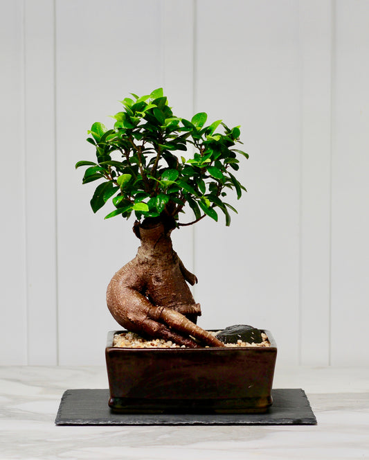 Bonsai - Pot Belly Fig - Bianco - 34cm