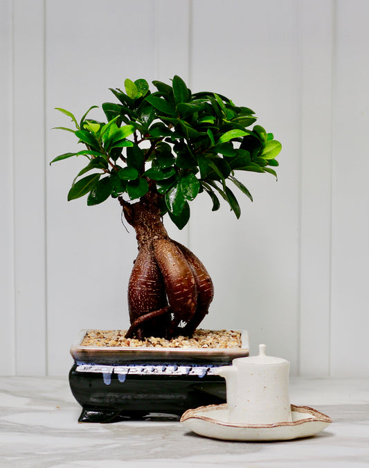 Bonsai  - Pot Belly Fig - Rae - 35cm