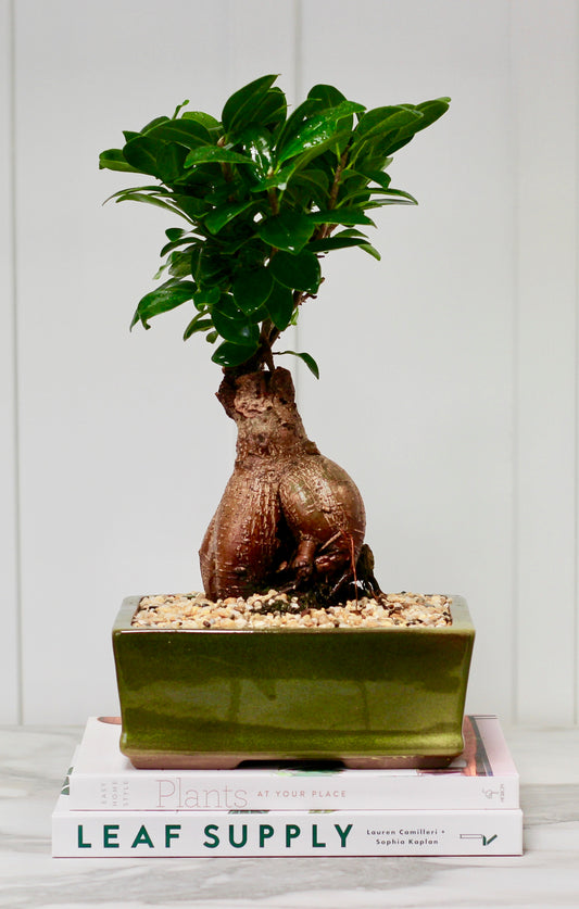 Bonsai - Pot Belly Fig - Larry - 34cm