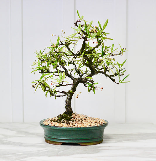 Bonsai - Firethorn / Pyracantha - Cherrie - 38cm