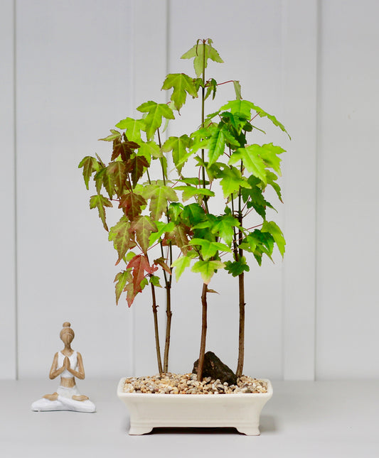 Bonsai - Japanese Maple Forrest Setting - 40cm