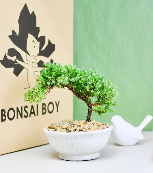 Bonsai - juniper - Rory - 25cm