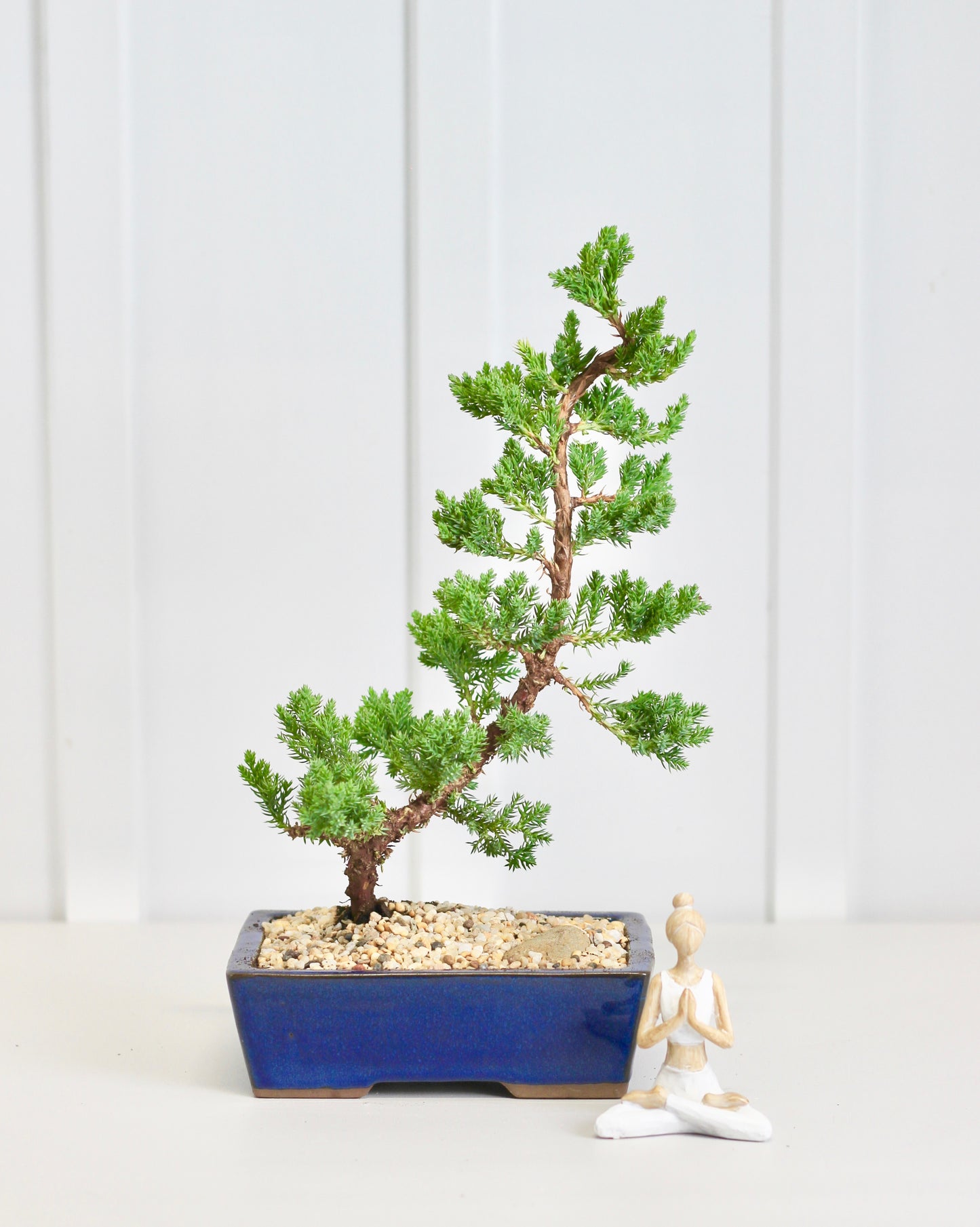 Bonsai - Semi Windswept Juniper - Leo - 37cm