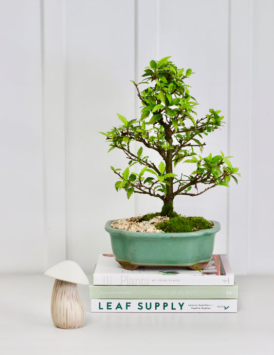 Bonsai - Evergreen Alder - Bella - 38cm