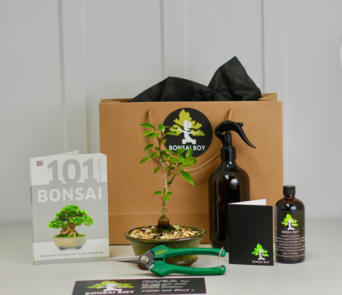 Bonsai Starter Kit - Port Jackson Fig - 18cm