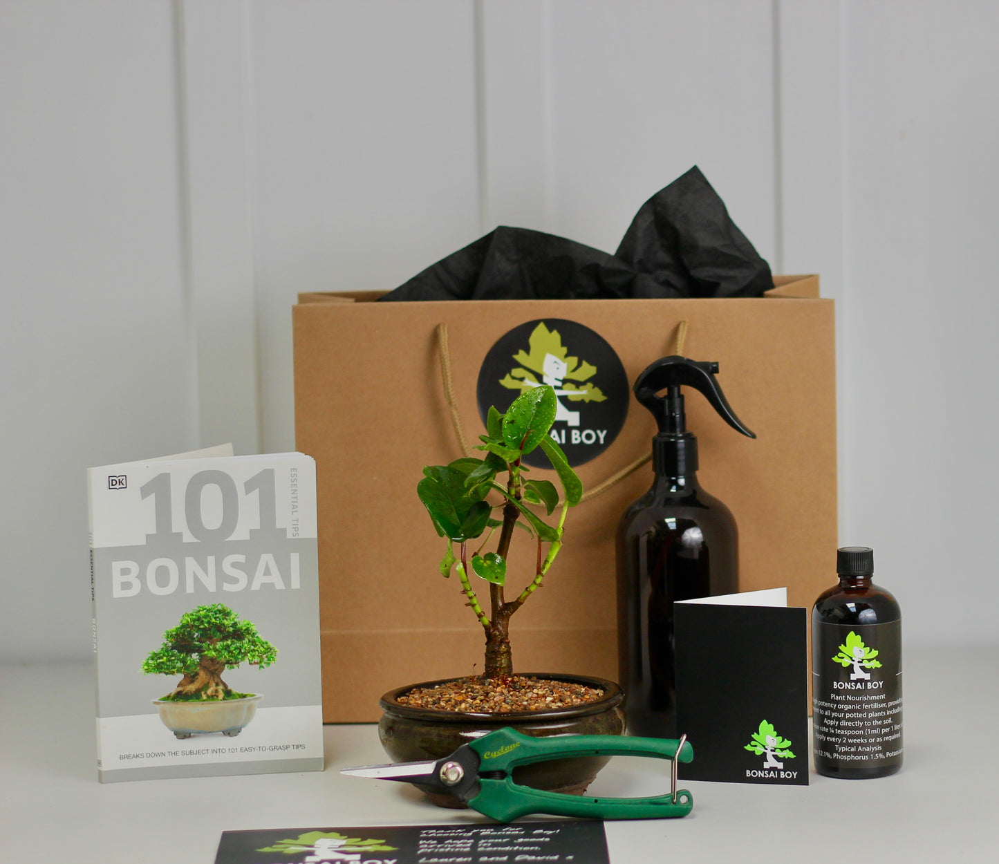 Bonsai Starter Kit - Port Jackson Fig - 18cm