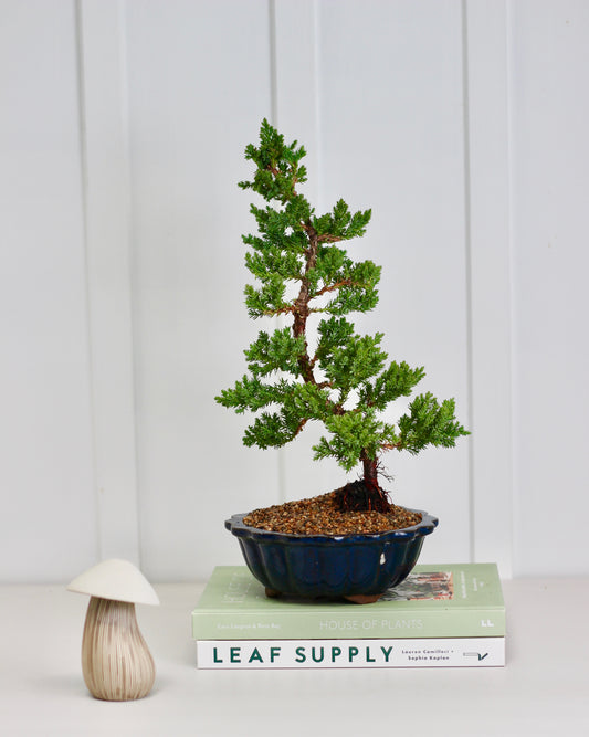 Bonsai - Upright Juniper - Kai - 33cm