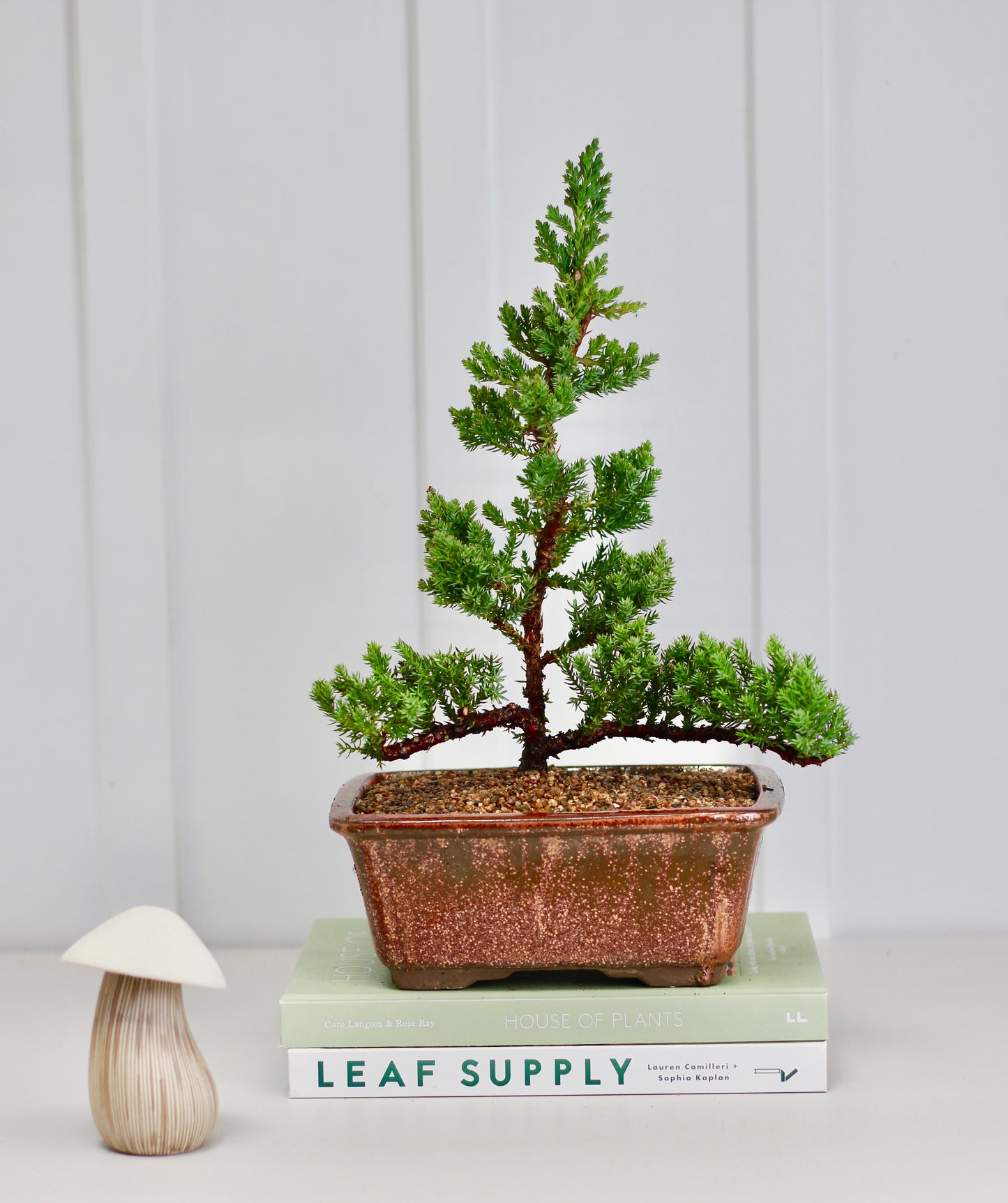 Bonsai - Upright Juniper - Alana - 35cm