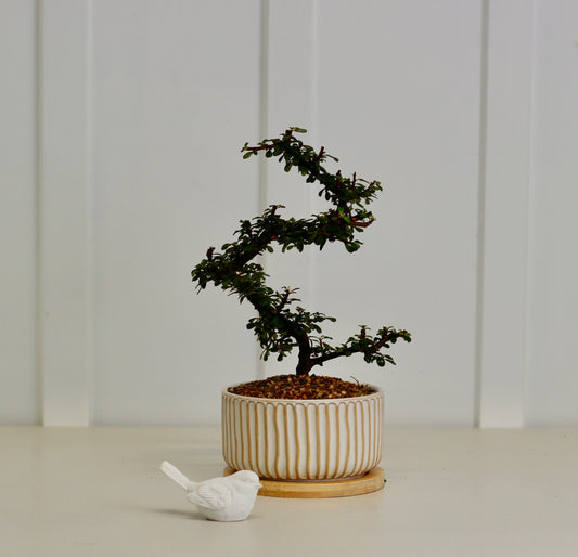 Bonsai - Cotoneaster - Annie - 22cm