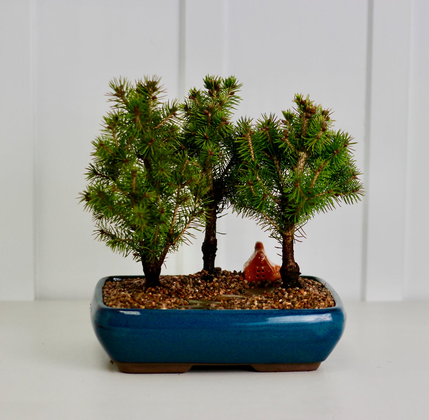 Bonsai - Picea Forest Setting -  森 Mori (Forrest) - 26cm