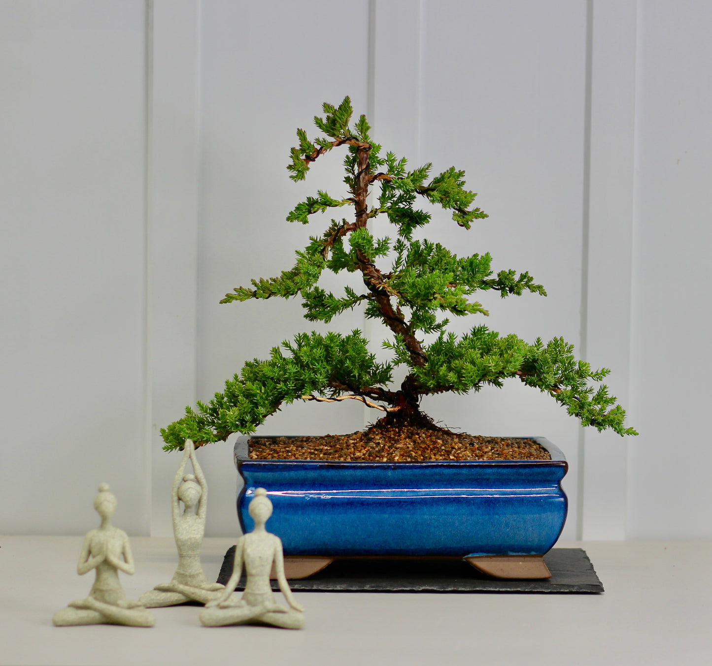 Bonsai - Semi Upright Juniper - Haruto "はると, ハルト" - 37cm