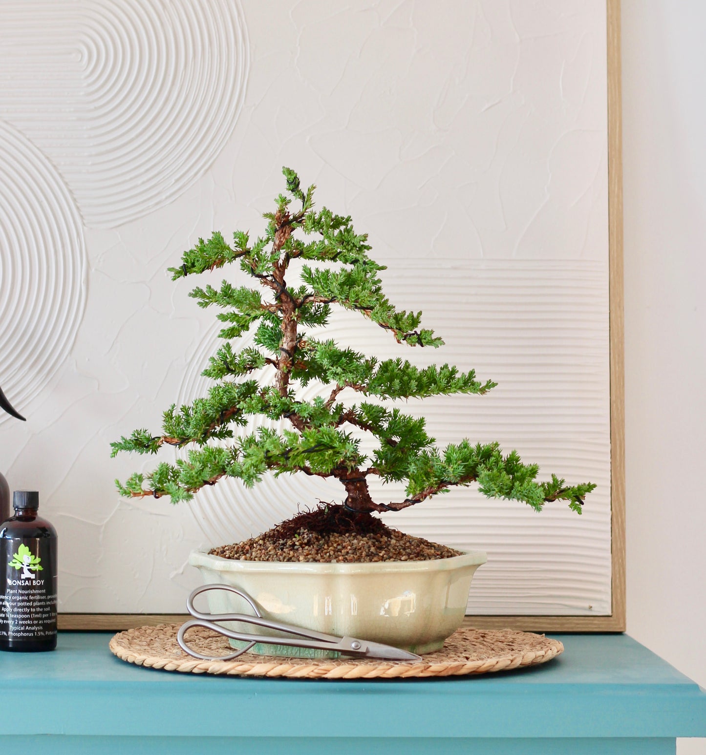 Bonsai Lessons