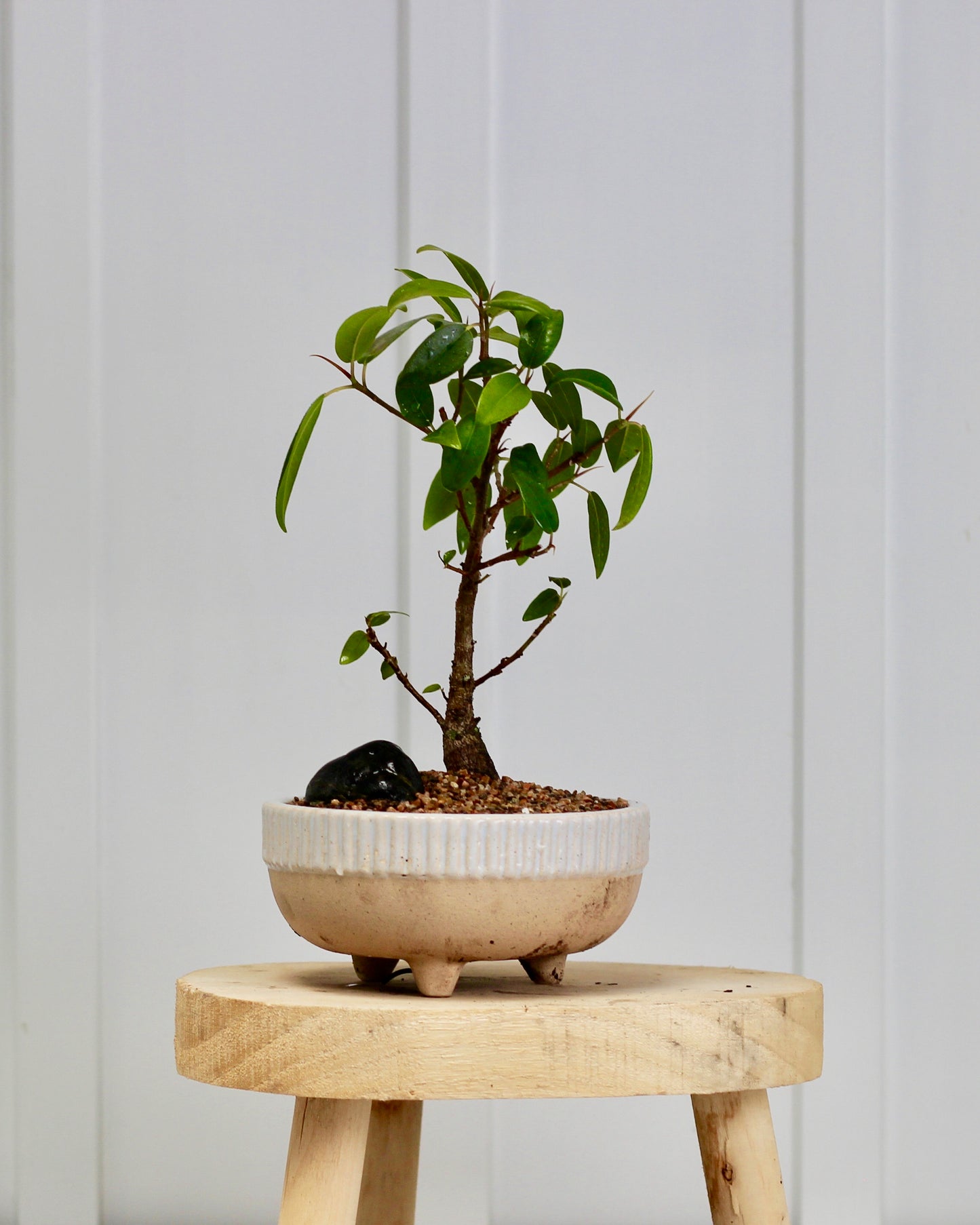 Bonsai - Port Jackson Fig - Clara - 28cm