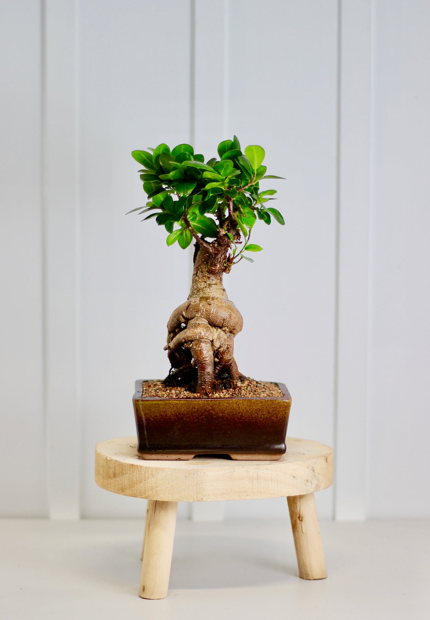 Bonsai - Pot Belly Fig - Stasi - 35cm