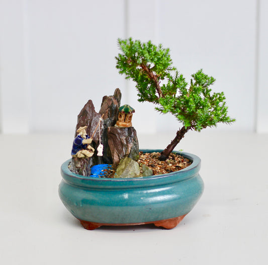 Bonsai Garden Setting - Juniper - Makoto - 16cm