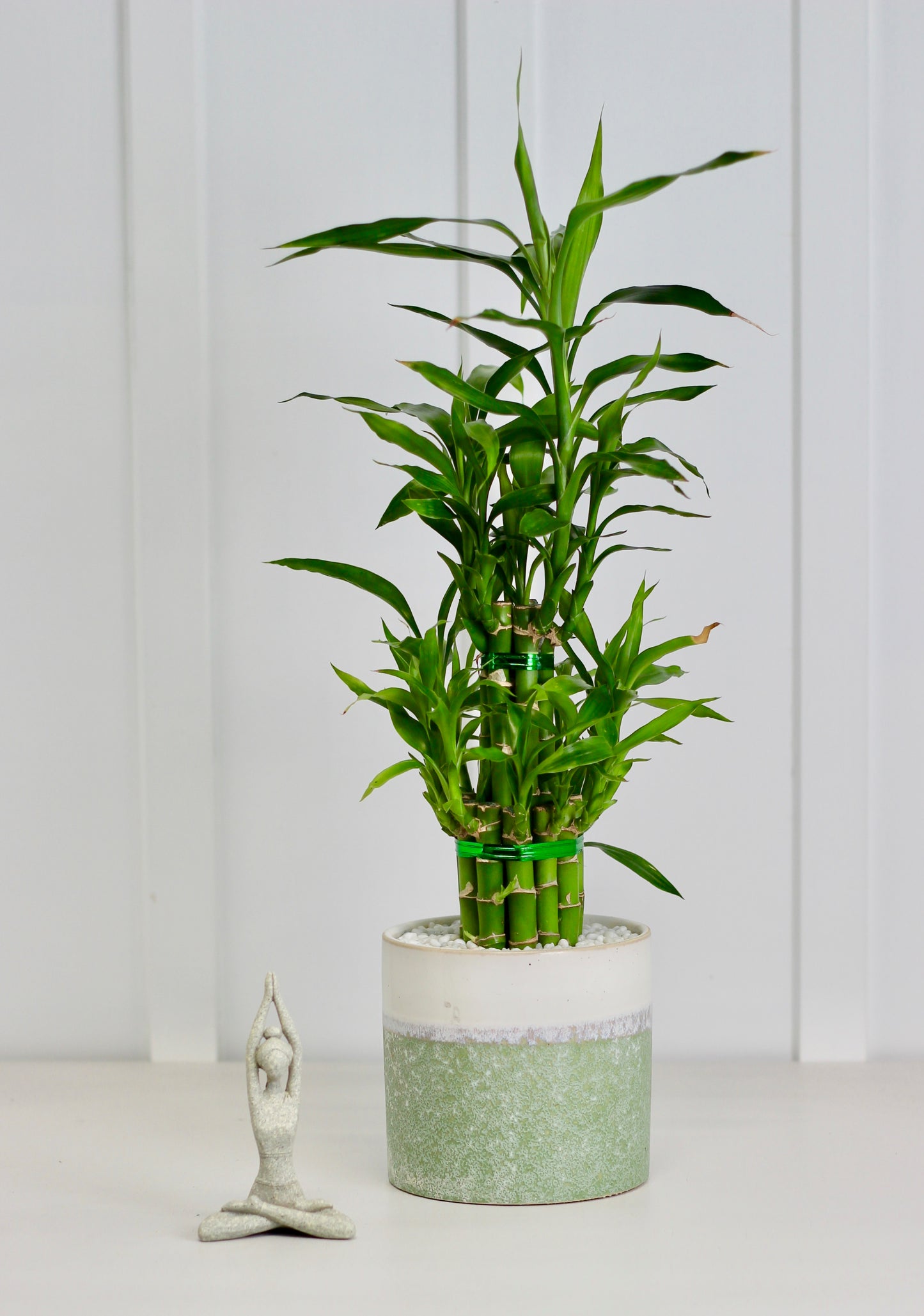 Lucky Bamboo - Keiko - 44cm