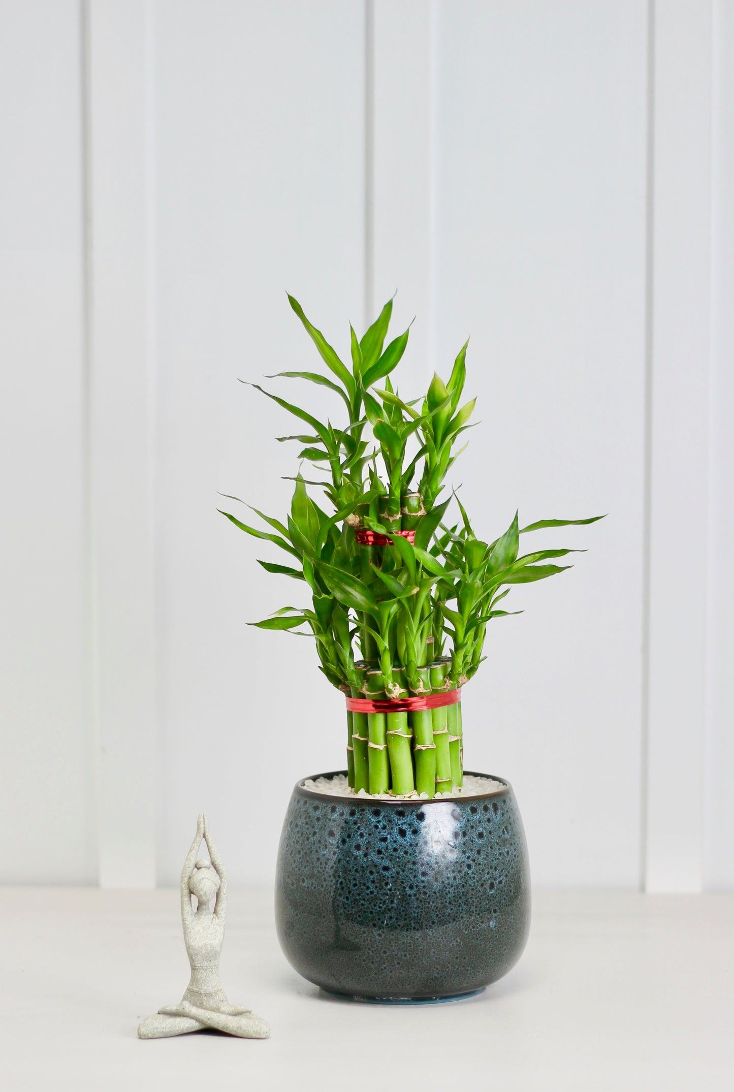 Lucky Bamboo - Yakina - 44cm