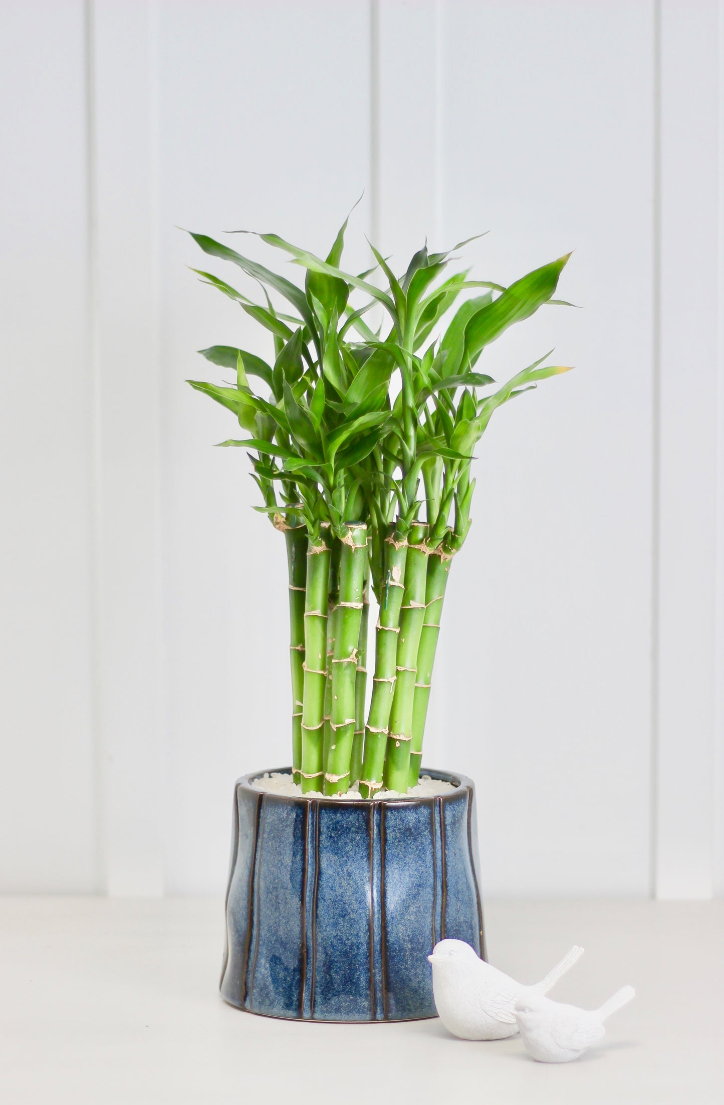 Lucky Bamboo - Kenko - 44cm