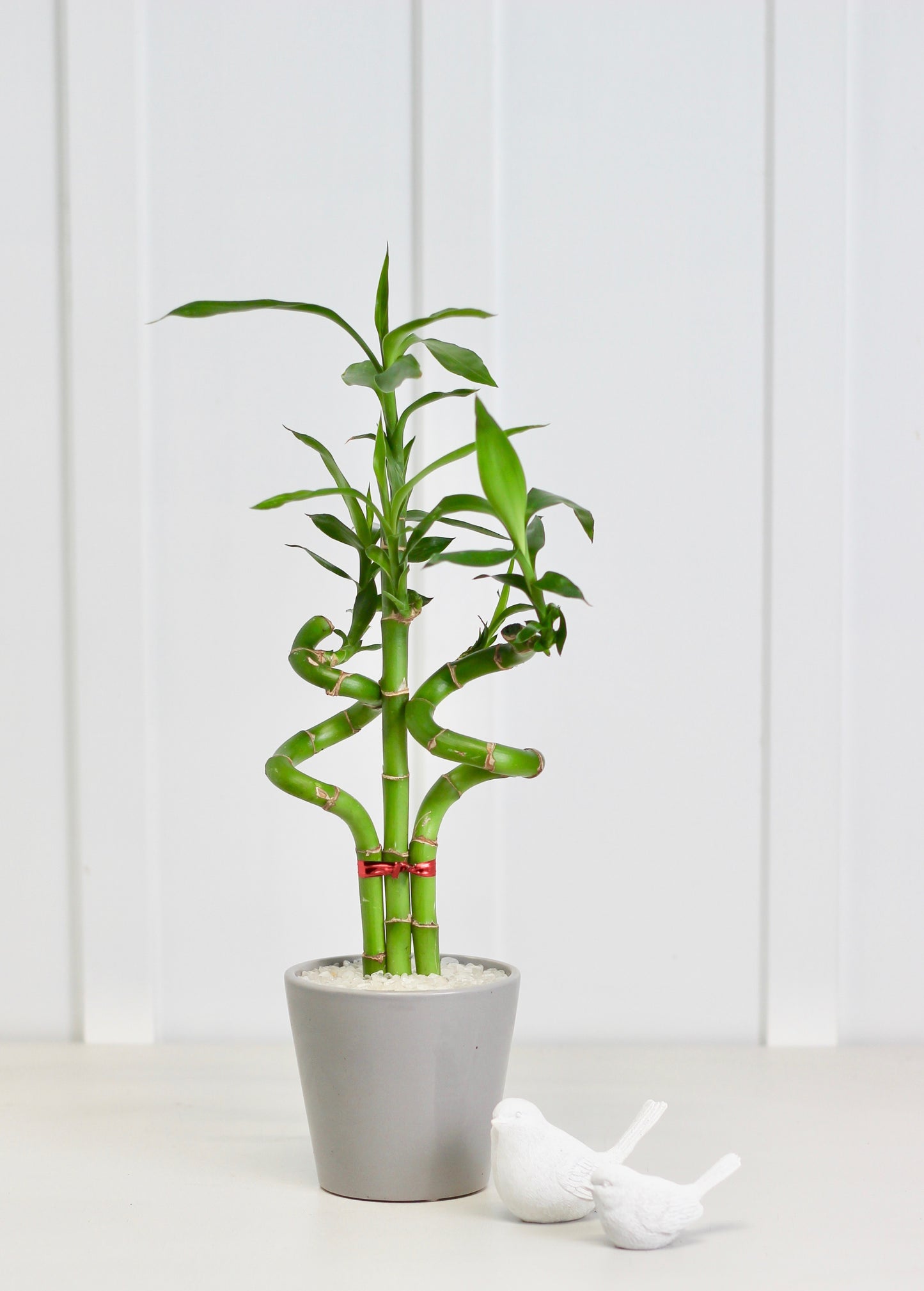 Lucky Bamboo - Haruki - 38cm