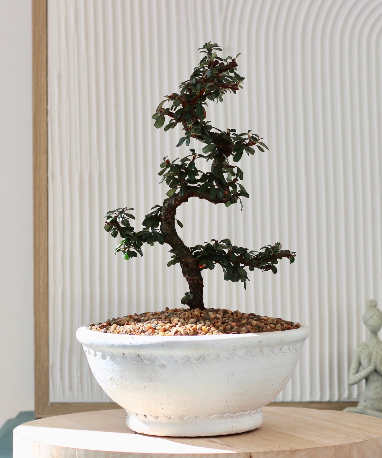 Bonsai - Cotoneaster - Edith - 24cm