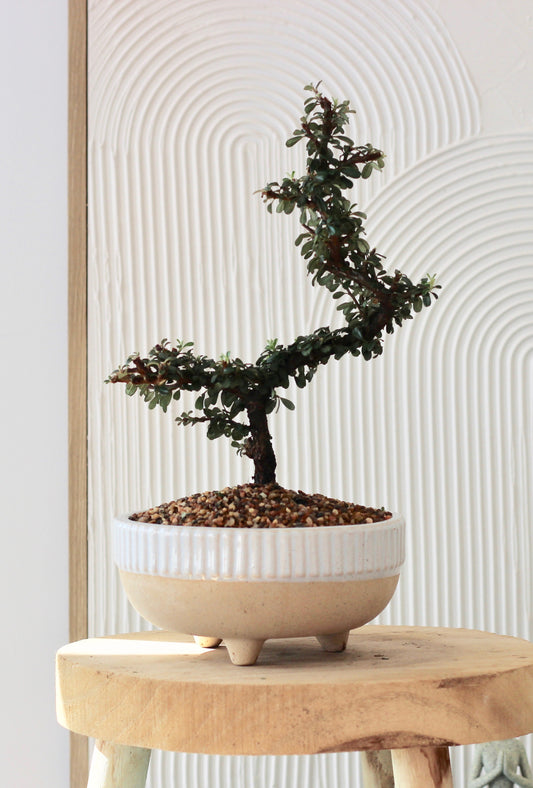 Bonsai - Cotoneaster - Lady - 24cm