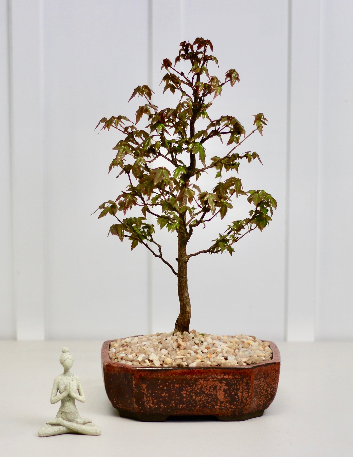 Bonsai - Trident Maple - Poppy - 40cm