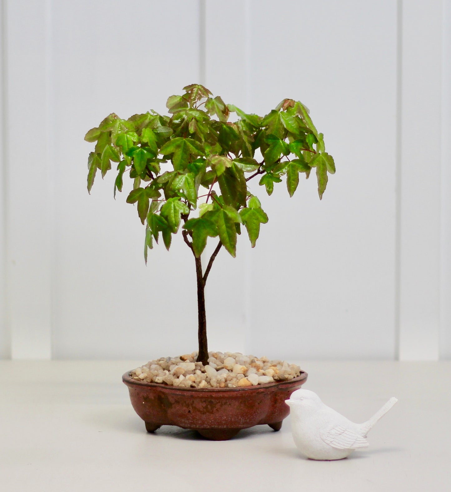 Bonsai - Trident Maple - Maggie - 32cm