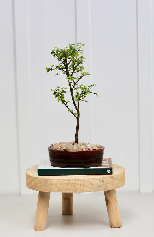 Bonsai - Chinese Elm - Kai- 32cm