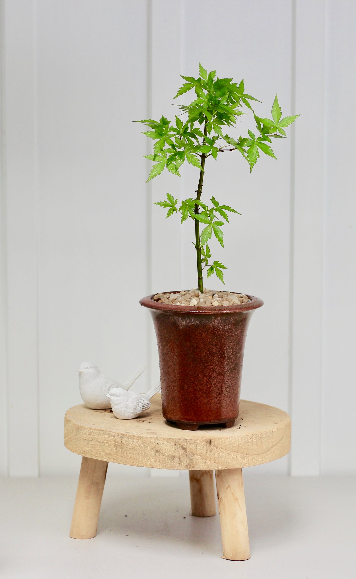 Bonsai - Trident Maple - Valera - 30cm