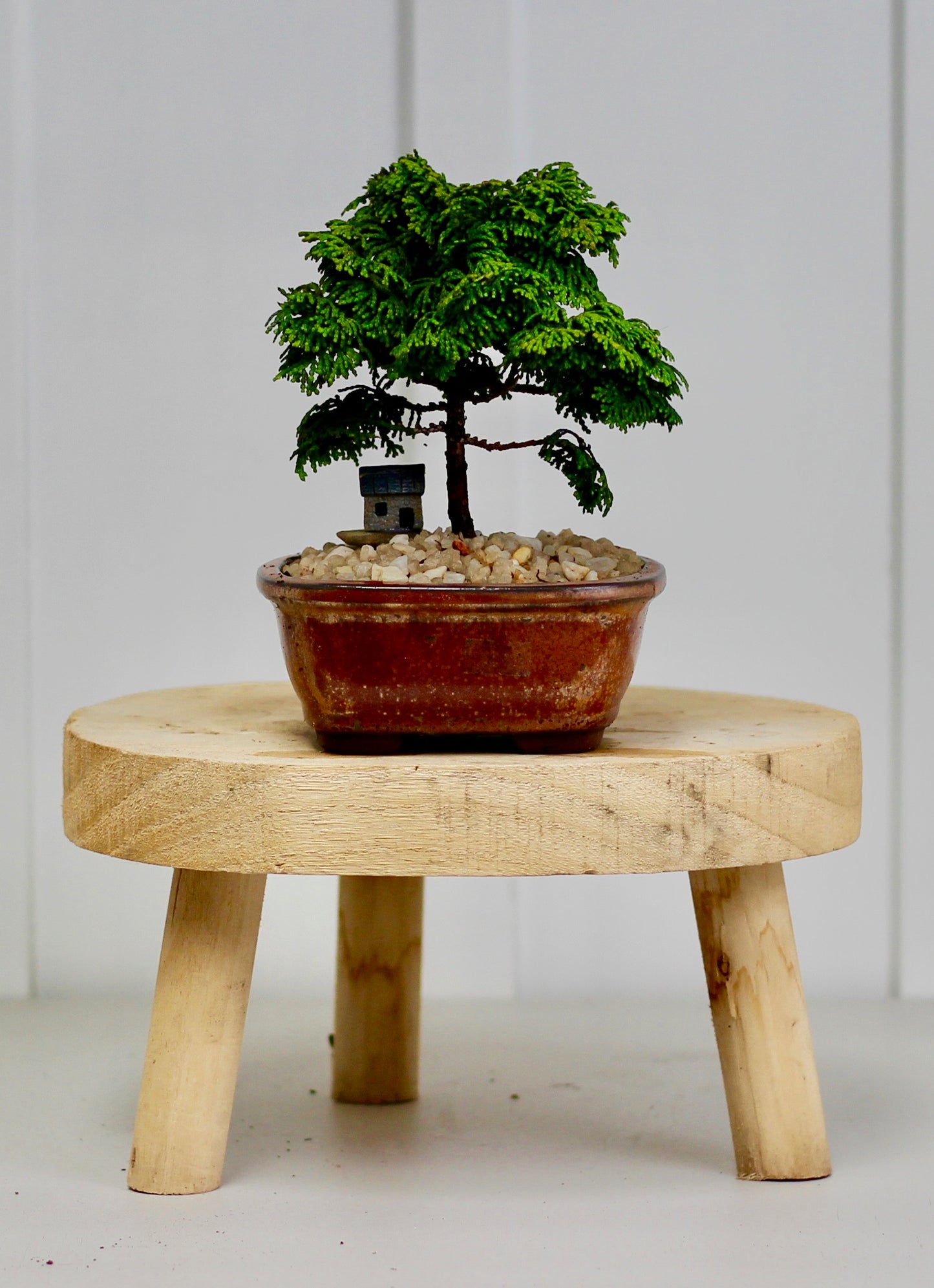 Bonsai - Conifer - Valera- 20cm