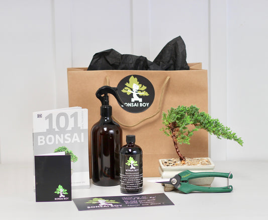 Bonsai Starter Kit - Juniper - 16cm