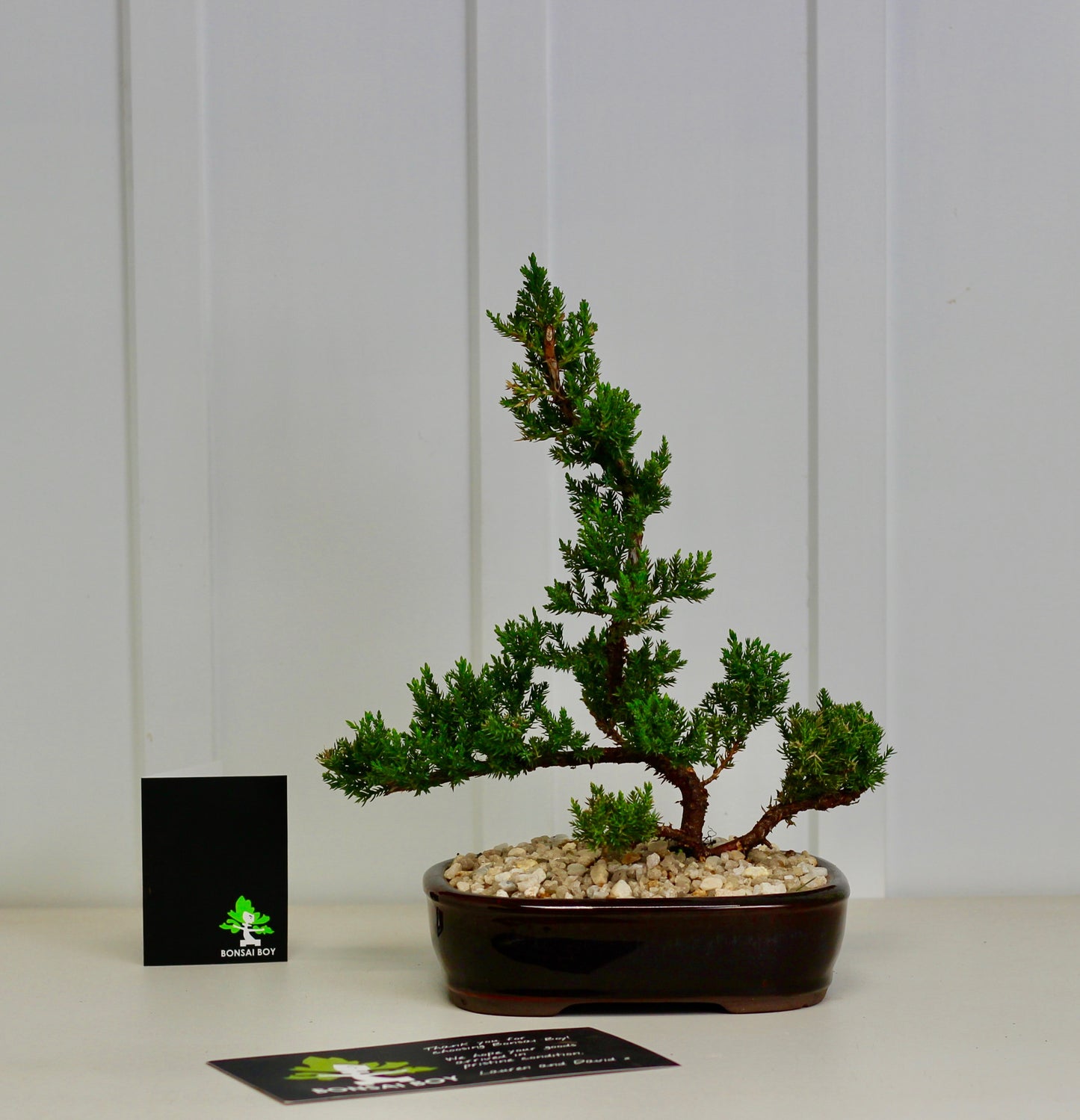 Bonsai - Semi Upright Juniper - Artie - 34cm