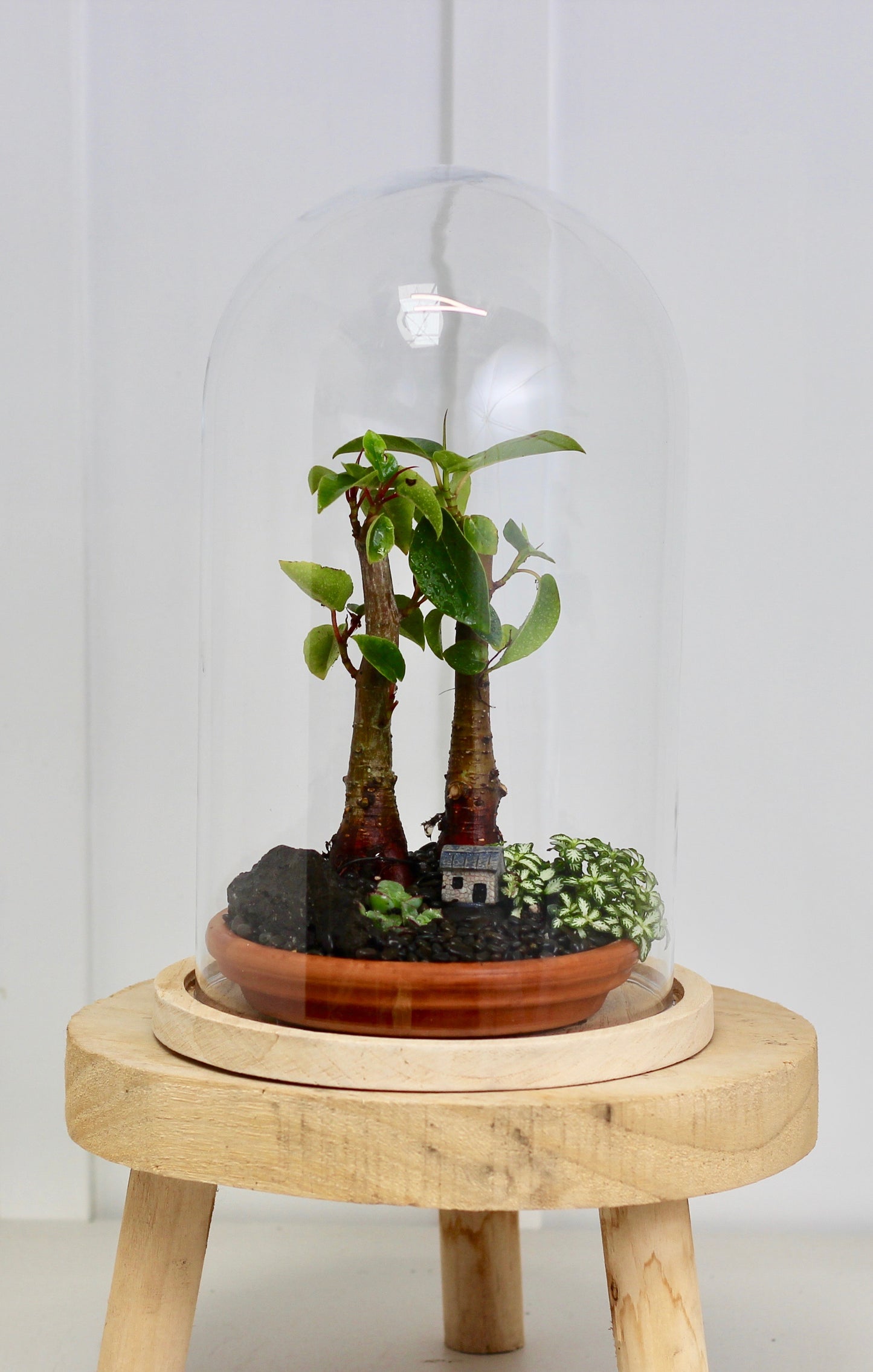 Bonsai Terrarium - Port Jackson Fig Forrest - 30cm